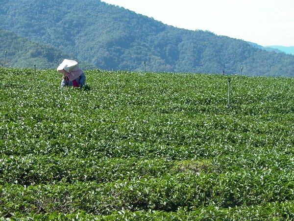 六種類のお茶に最適な茶器ガイド | お茶の特性から見る最適な茶器の素材選び
