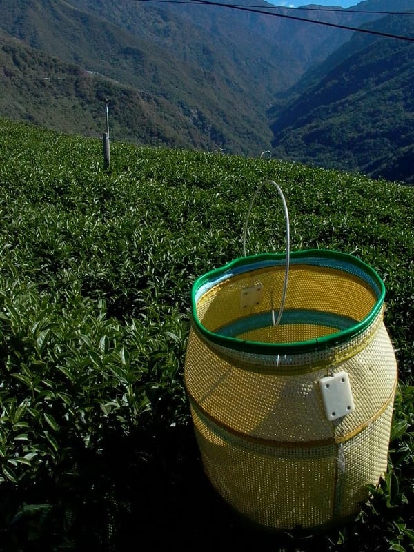 深く知る台湾半発酵茶の世界