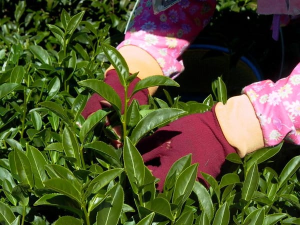 高山烏龍茶の採茶秘技
