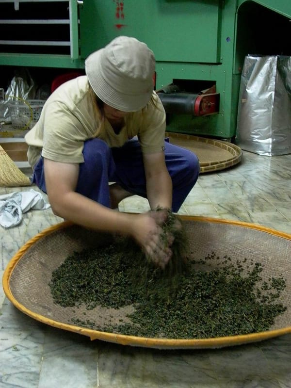 烏龍茶製法の古今比較