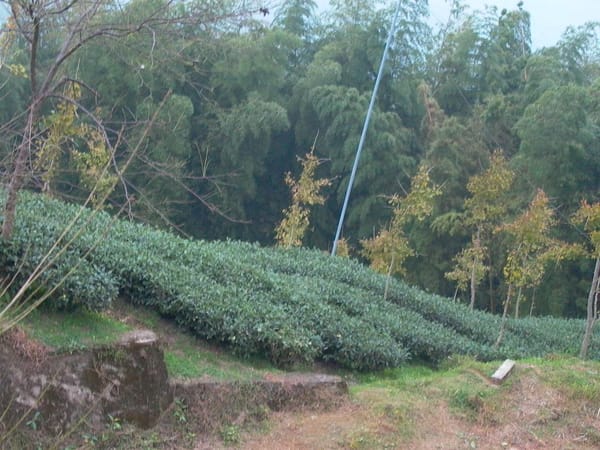 安渓鉄観音
