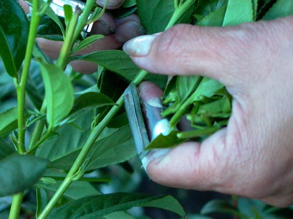 凍頂烏龍茶の健康効果とは