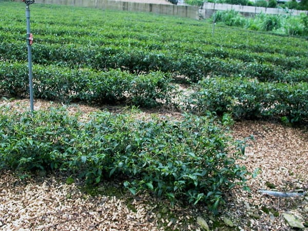 文山包種茶