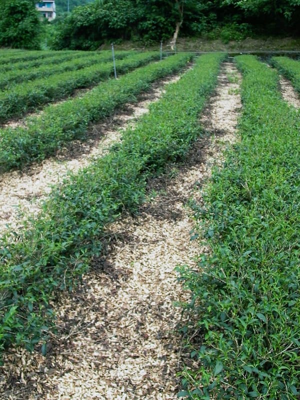 文山包種茶