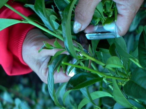 茶湯が濁るのは茶葉に問題
