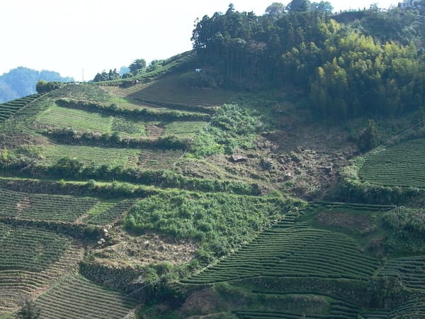 高山烏龍茶はなぜ高いの