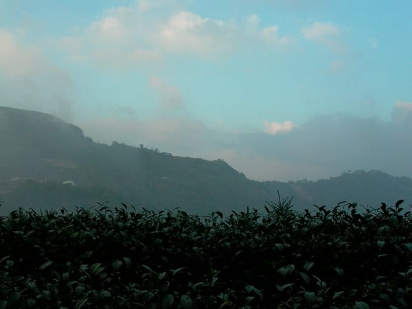 烏龍茶にはどのような誤解がありますか