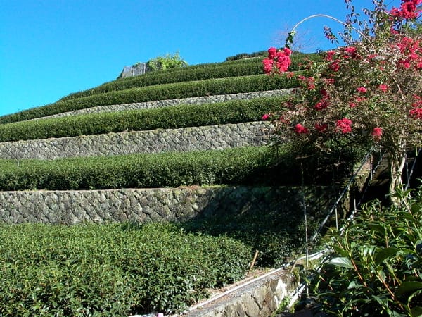 初心者はどのように烏龍茶を選べば良いですか