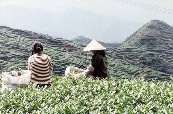 山頂は茶栽培に不向き？