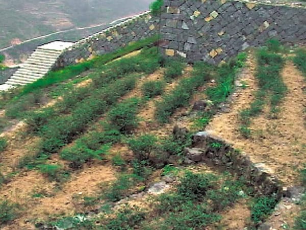 鉄観音は一種類の茶樹だけじゃない