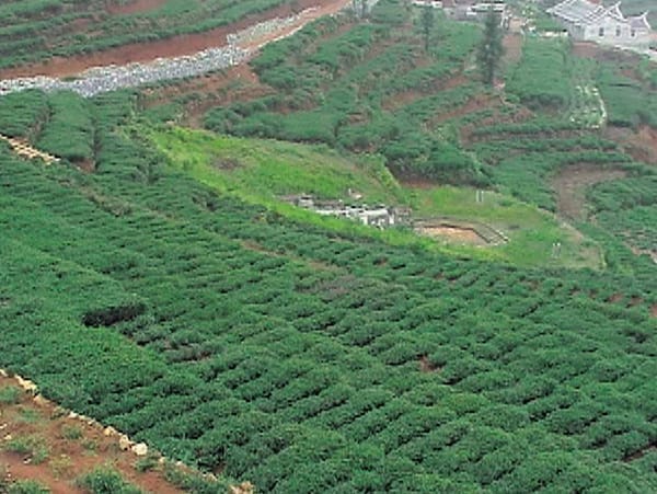 天候が鉄観音に与える決定的影響