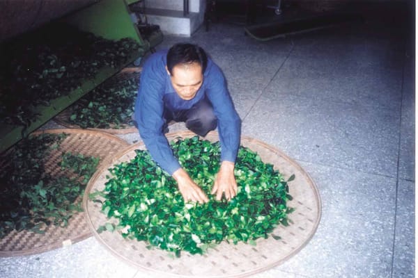 鉄観音の摘採等級