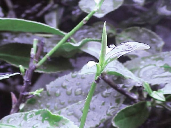 本物の鉄観音を見分ける口訣