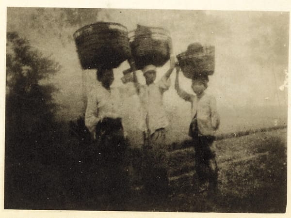 ジャワの茶禁令